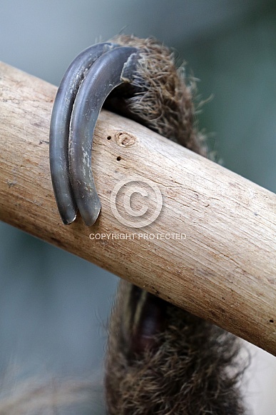 Sloth (Choloepus didactylus)