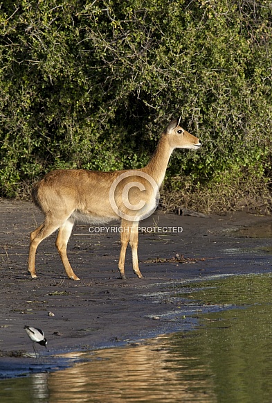 Puku Antelope (kobus vardonii)