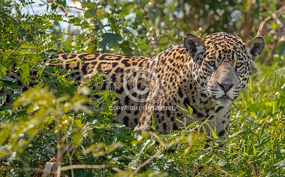 Pantanal Jaguar Face