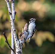 Female Downy Woodpecker in Alaska