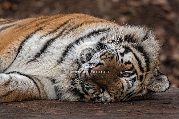 Amur tiger, close up