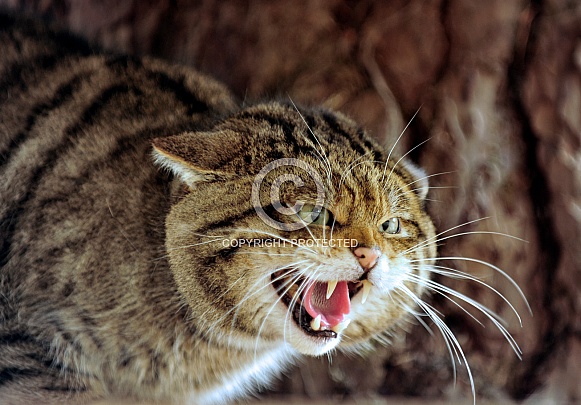 Hissing Wildcat