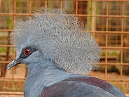 Scheepmaker's crowned pigeon