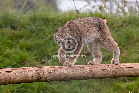 Canadian Lynx Walking Along Log