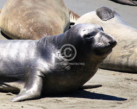 Weaner Elephant seal