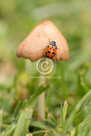 Spotted Amber Ladybird on mushroom