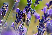 Honey bee foraging wild lavender flowers