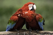 Green Wing Macaws Preening Each Other