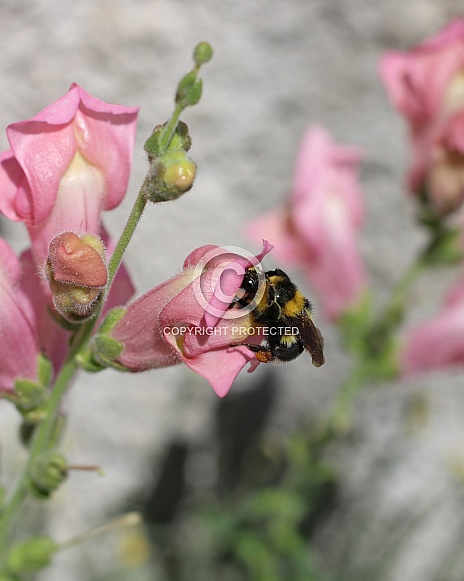 Bumblebee On Snapdragon
