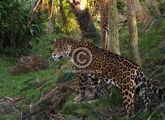 Male Jaguar Guarding