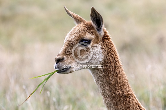 Vicuna in Patagonia in southern Chile