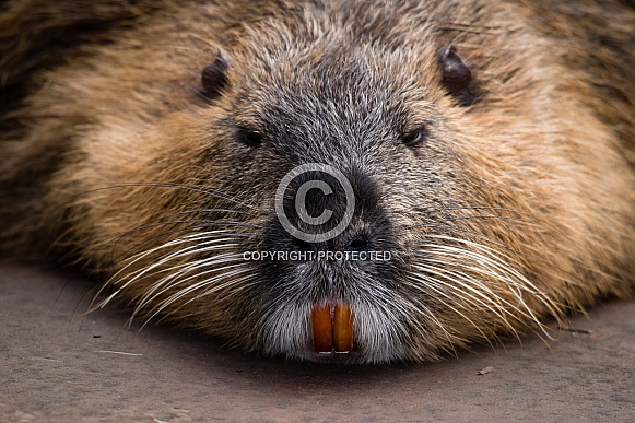 Beaver laying down