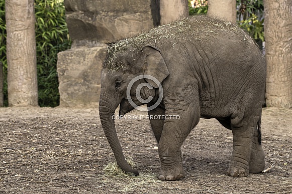 Asiatic Elephant Calf Full Body Side Shot