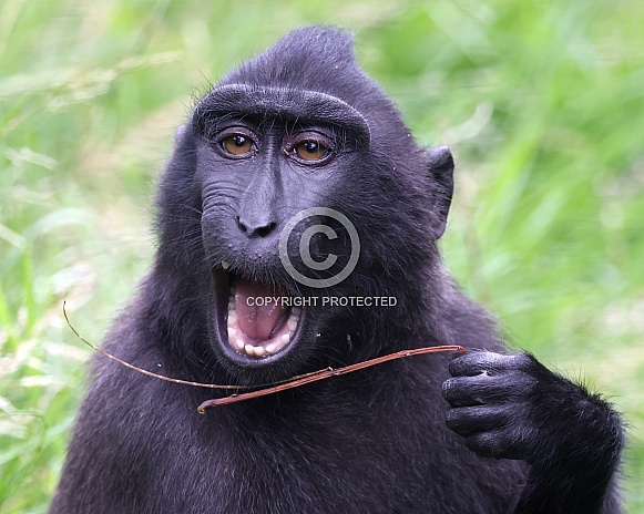 crested macaque (macaca nigra)