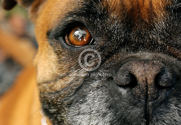 Boxer, close up