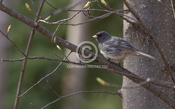 Dark-eyed Junco Perched on a Tree Branch