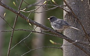 Dark-eyed Junco Perched on a Tree Branch