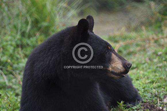 Black Bear Portrait