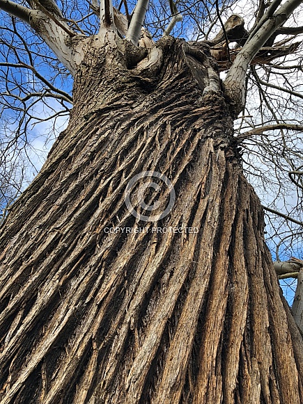 Texture of rough bark on a leafless tree in winter