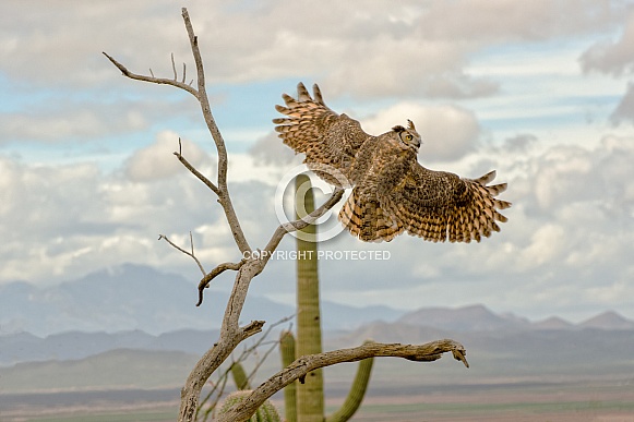 Owl - Great-horned Owl in the Wind