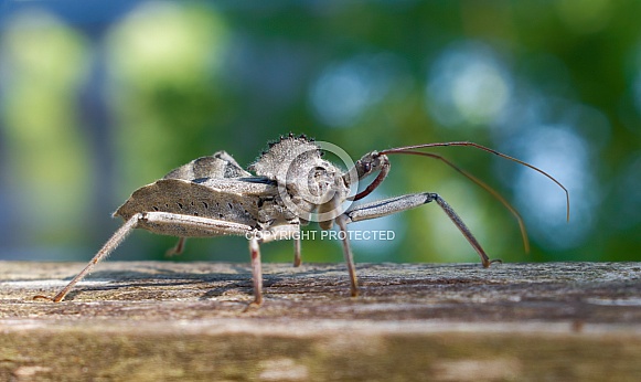 wild wheel bug, Arilus cristatus