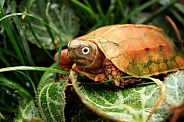 Black-breasted leaf turtle (Geoemyda spengleri)