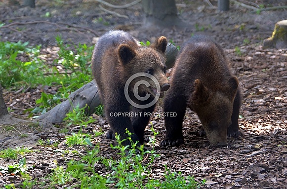 European Brown Bear Cubs