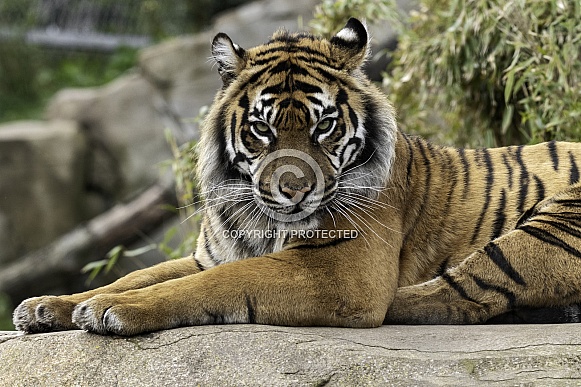 Sumatran Tiger Lying Looking At Camera