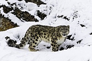Snow Leopard-Himalayan Cat