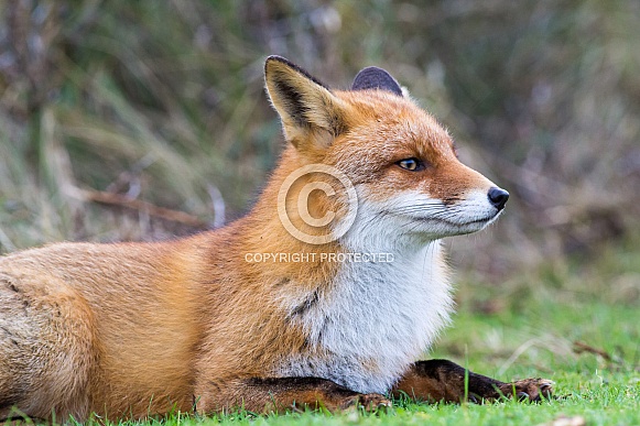 Red fox relaxing in the grass