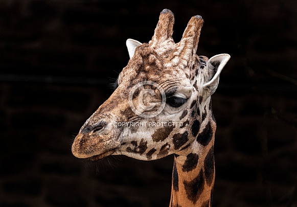 Rothschild's Giraffe Close Up Head Shot Black Background