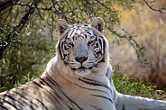 Outdoor portrait of a white tiger