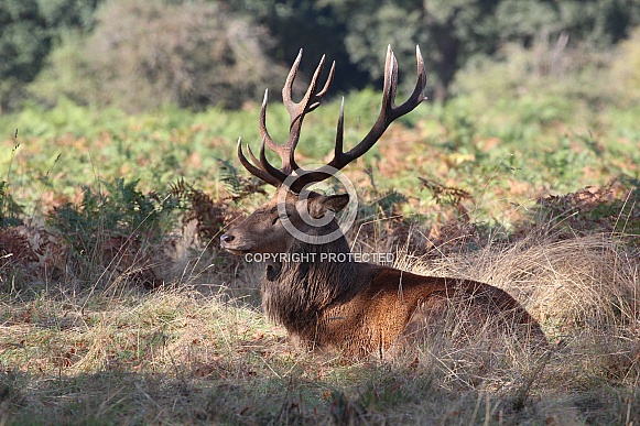 Red Deer resting