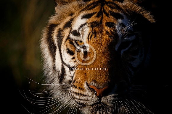SiberianTiger-Tiger in Morning Light