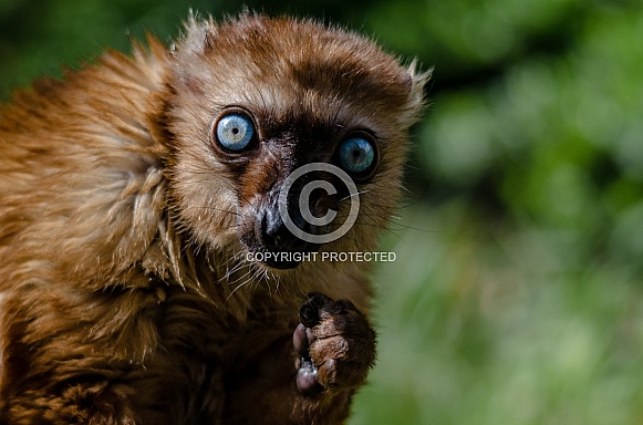 Blue-eyed Black Lemur