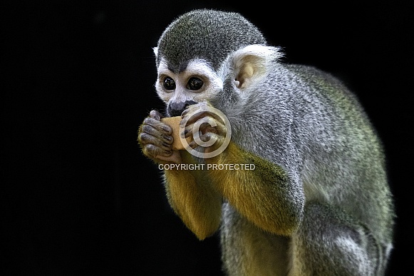 Squirrel Monkey Eating Nibbling