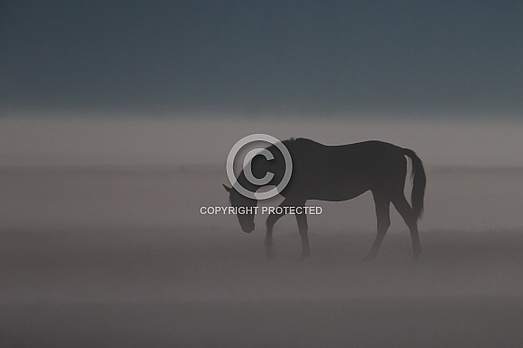 Horse in the mist.