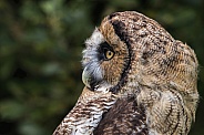 Hybrid Owl Species Side Profile Close Up