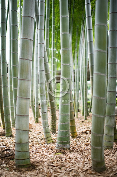 Small Bamboo Forest