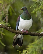 Kereru - New Zealand Pigeon