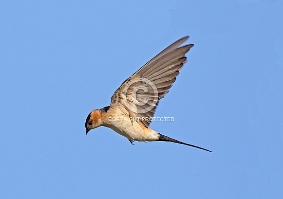 Red rumped Swallow