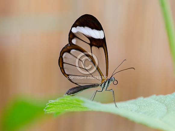 Glass Winged Butterfly