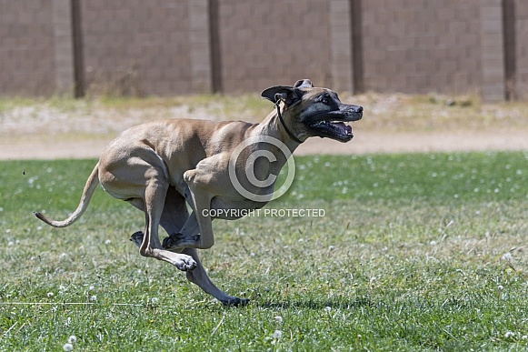 Great Dane curled in a tuck chasing a lure during a fast cat event