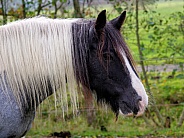 Tinker horse mare