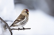Common Female Redpoll Perching on a Branch