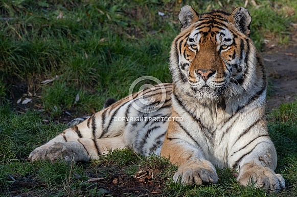 Siberian Tiger (panthera tigris altaica)