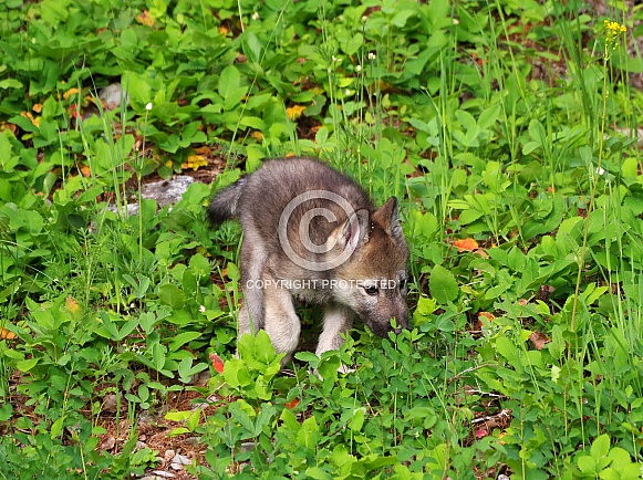 Tundra Wolf pup