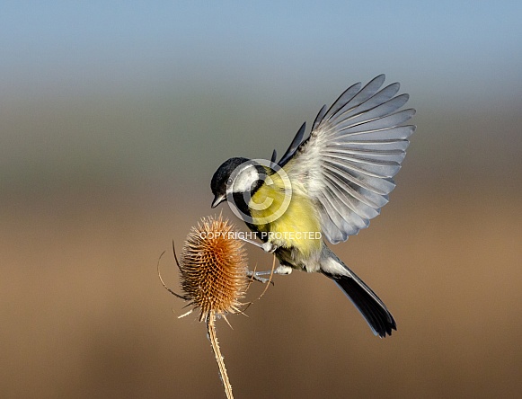 Great tit on a Teasel