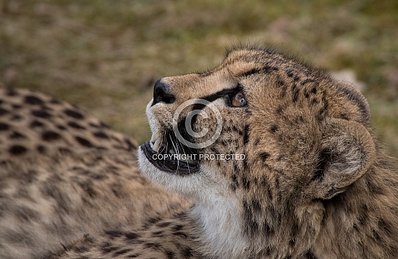 Young Cheetah (Acinonyx Jubatus)