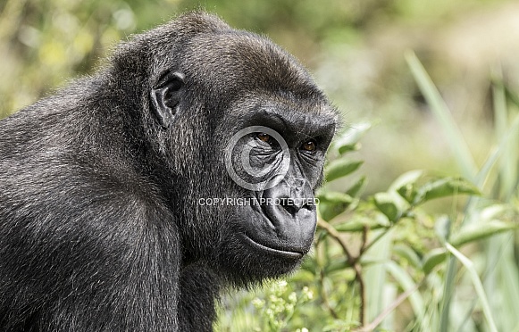 Gorilla Side Profile